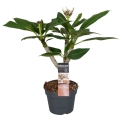 Plumeria Hawaiian Pearl sadzonka w donicy p14