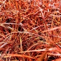 Uncinia czerwonawa Everflame trawa ozdobna do ogrodu