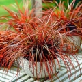 Uncinia czerwonawa Everflame roślina do donicy