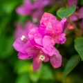 Bugenwilla gładka Bougainvillea glabra Sanderiana jak szybko rośnie
