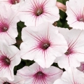 Supertunia VISTA biała Silverberry cena