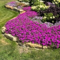 Supertunia VISTA fioletowa Juzzbery na rabate