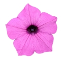 Supertunia VISTA fioletowa Juzzbery kwiaty