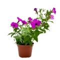 Supertunia VISTA fioletowa Juzzbery sadzonka w donicy