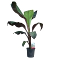 Bananowiec Red Banana Maurelii  sadzonka w donicy 6L