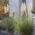 Trawa pampasowa Tiny Pampa karłowa dekoracja w donicy