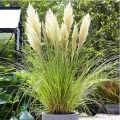 Trawa pampasowa Tiny Pampa karłowa sadzonka