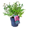 Lagerstroemia Różowa sadzonka w donicy 10l
