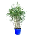 Bambus Fargesia scabrida Asian Wonder 5l