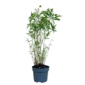 Bambus Fargesia scabrida Asian Wonder 2,5l