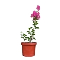 Lagerstroemia Purpurea sadzonka w doniczce cena