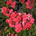 Lagerstroemia Rufflet Red Magic kwiaty