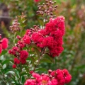 Lagerstroemia Rufflet Red Magic® sadzonka