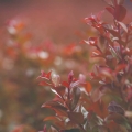 Lagerstroemia Rufflet Red Magic krzew do ogrodu