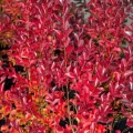 Lagerstroemia Rufflet Red Magic® sadzonka uprawa