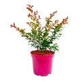 Lagerstroemia Rufflet Red Magic® sadzonka w donicy 4L