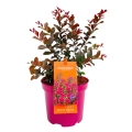 Lagerstroemia Plum Magic® sadzonka w donicy 4L