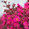 Lagerstroemia Plum Magic® sadzonka