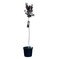 Lagerstroemia Best Red na pniu duża sadzonka w doniczce C7,5