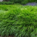 Trawa Bambusowa Green Hills uprawa