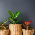 rosliny-doniczkowe-w-wiklinowych-oslonkach-aglaonema-crete-flame.jpg