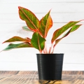 aglaonema-crete-flame-w-czarnej-doniczce.jpg