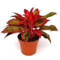 aglaonema-crete-flame-sadzonka.jpg