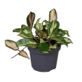 sadzonka-hoya-carnosa-tricolor.jpg