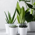 Aloes leczniczy kompozycja sukulentów
