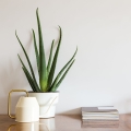Aloes leczniczy ( Aloe vera ) sadzonka
