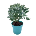 Eukaliptus Niebieski Azura ⌇ Eucalyptus gunni cena