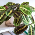 Maranta Fascinator Tricolor sadzonka