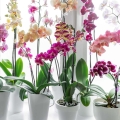 Pałeczki nawozowe do storczyków kiedy stosować?