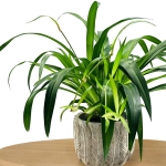 Czy zielistka Hawaiian Spidern lubi ciasne doniczki?