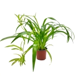 Zielistka Hawaiian Spider ⌇ Chlorophytum (Doniczka / Wielkość rośliny: ⌀12cm - M)