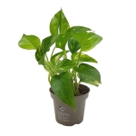 epipremnum aureum roślina doniczkowa sadzonka cena