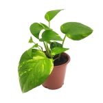 Epipremnum złociste Aureum ⌇ Epipremnum (Doniczka / Wielkość rośliny: ⌀12cm - M)