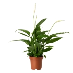 Skrzydłokwiat Alana ⌇ Spathiphyllum (Doniczka / Wielkość rośliny: ⌀12cm - M)