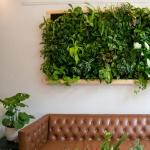 Epipremnum Aurerum ogród wertykalny