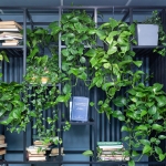 Epipremnum Aurerum roślina do biblioteki