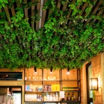 Epipremnum  aurerum dekoracja na sufit