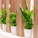 Skrzydłokwiat Alana roślina do hotelu.