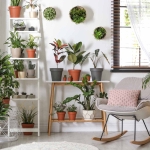 Skrzydłokwiat Alana domowe aranżacje.