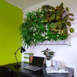 zielistka hawaiian spider ogród wertykalny