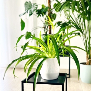Zielistka Hawaiian Spider ⌇ Chlorophytum