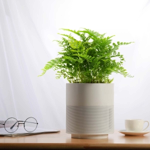 Paproć Parvati ⌇ Asplenium