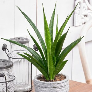 Sansewieria Friends ⌇ Sansevieria kirkii