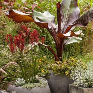 Bananowiec Red Banana Maurelii ⌇ Ensete ventricosum