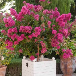 Lagerstroemia Berry Dazzle na pniu ⌇ Lagerstroemia indica