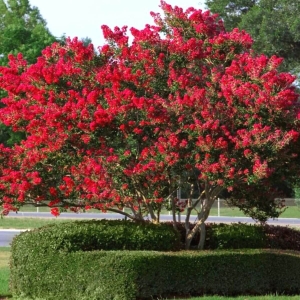 Lagerstroemia Czerwona ⌇ Lagerstroemia indica C10